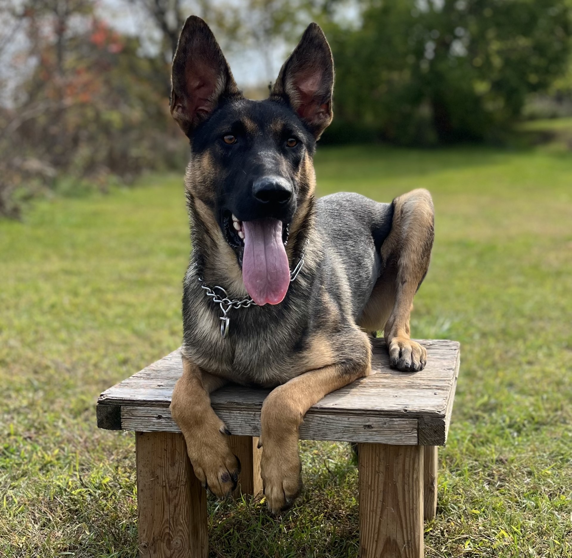 Personal Protection Dogs for Sale Canada
